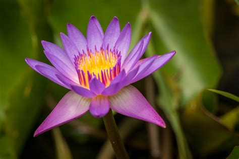  Den Gyllene Lotusblomma- En Mystisk Skildring av Inre Harmoni och Kosmisk Balance